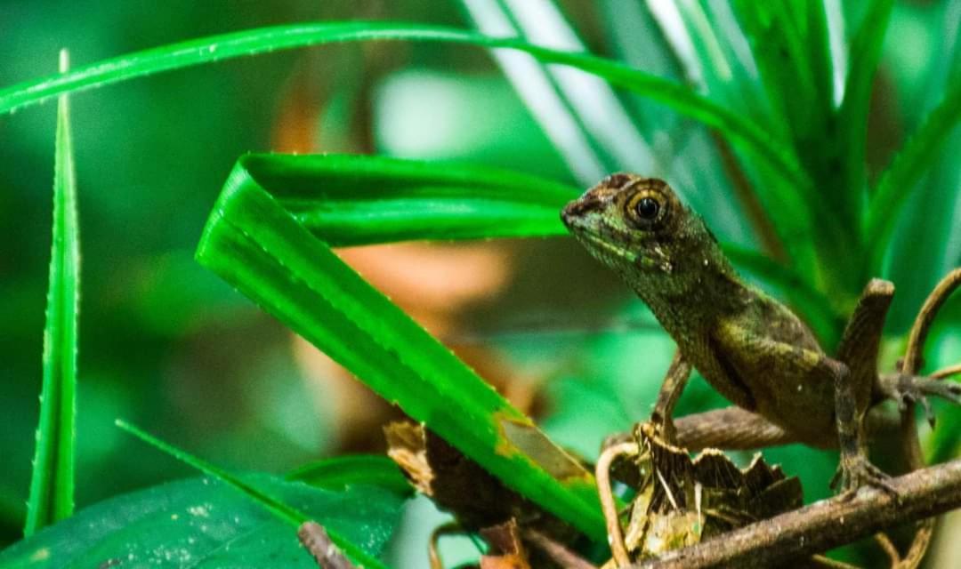 Sinharaja Forest Gate Deniyaya Ngoại thất bức ảnh